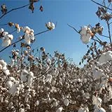 thumbnail for publication: Sulfur Deficiency in Cotton: Causes, Symptoms, and Considerations